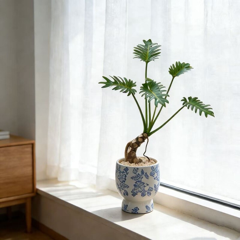 龙鳞小天使室内植物绿植盆栽侘寂风玄关客厅桌面老桩盆景办公桌