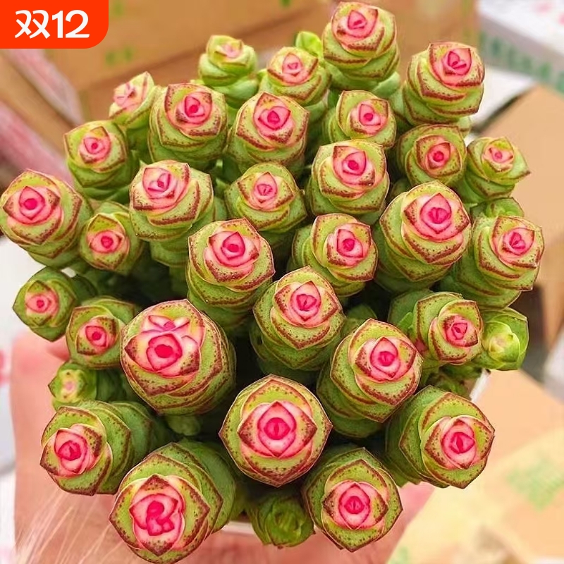 彩色钱串多肉植物室内新手好养肉肉钱串子品种盆栽花卉招财桌面盆