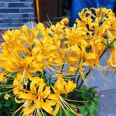彼岸花种球多年生曼珠沙华球根四季开花盆栽石蒜花种球花卉盆栽籽