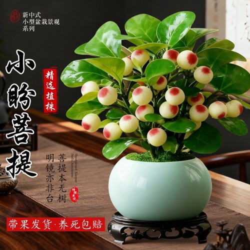 小盼菩提盆栽带果绿植室内