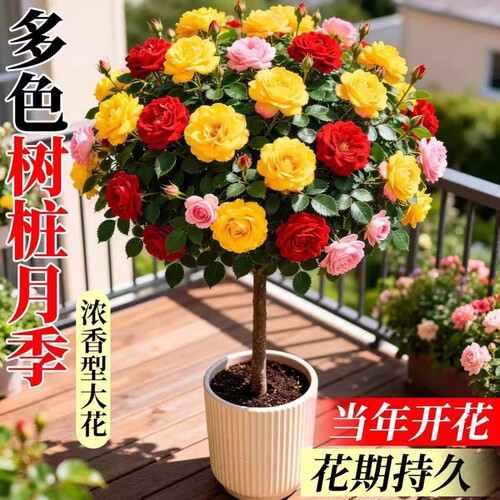 棒棒糖树桩月季盆栽四季开花植物浓香嫁接树状月季花树苗特大花卉