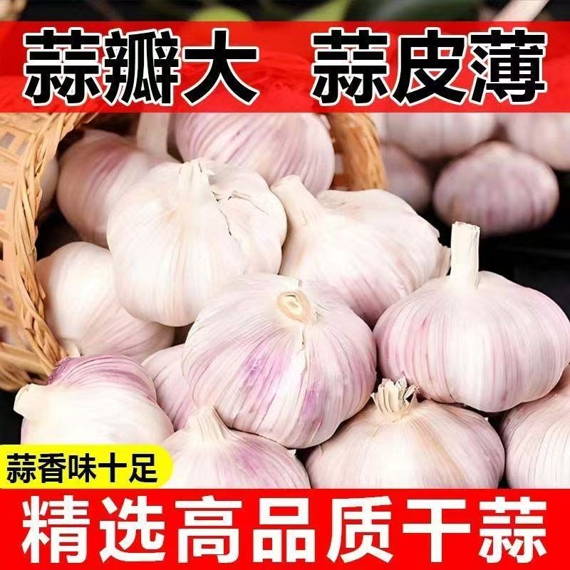 【十足干】山东紫皮大蒜头干蒜批发红皮大蒜子优质2025年便宜大蒜