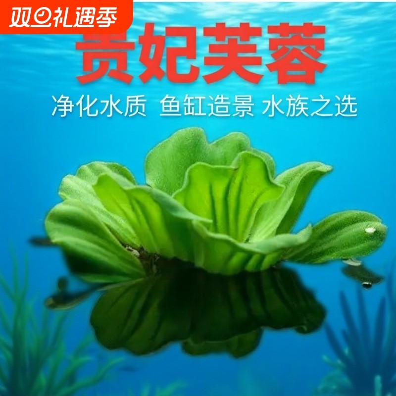 水芙蓉水生植物种苗浮萍水草鱼池龟缸养乌龟缸造景养龟增氧养鱼