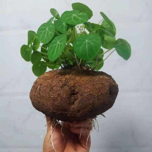【懒人必备】红藤山乌龟植物盆栽红腾圆叶绿植观叶水培室内正品