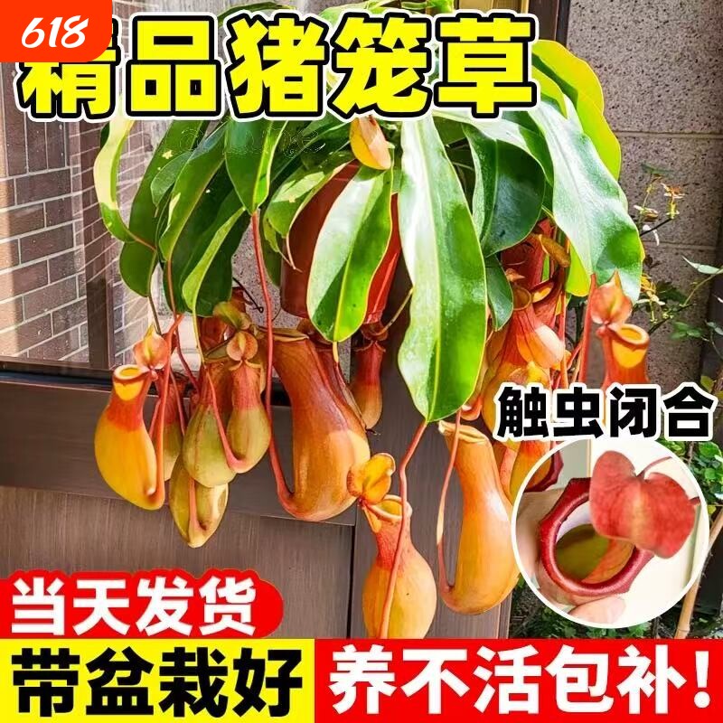 猪笼草超大盆栽捕蝇草食虫草食人花驱蚊虫四季绿植趣味阳台客厅
