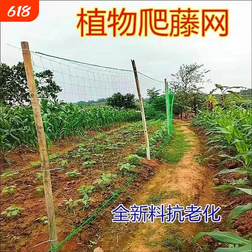 抗老化农用爬藤网黄瓜豆角爬藤网