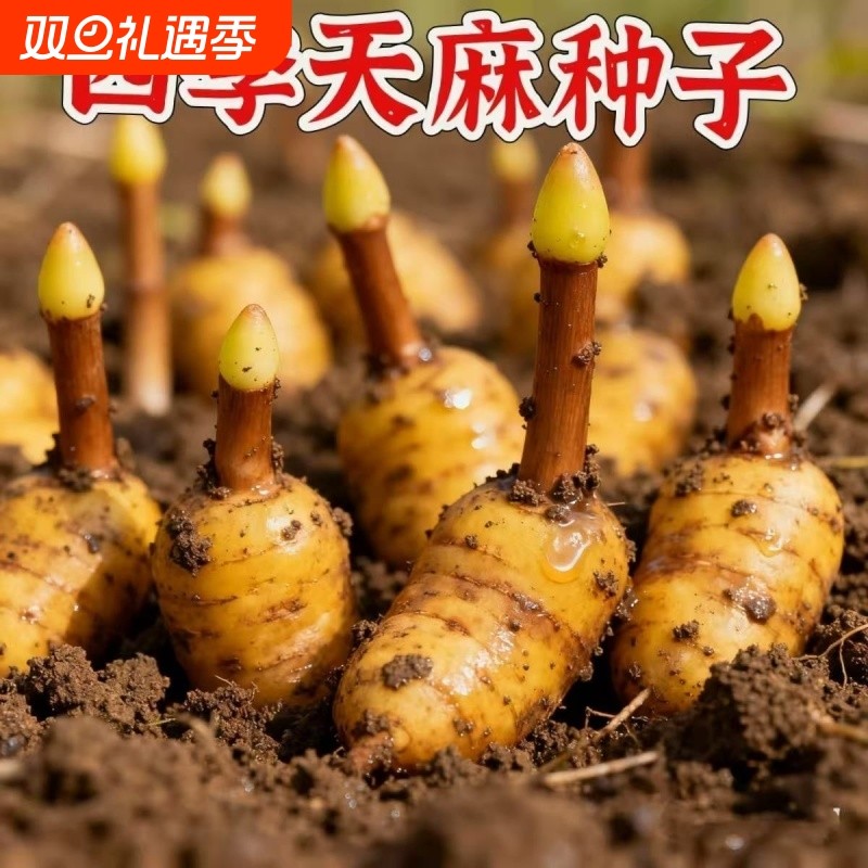 名贵中药材天麻种子好种植秋冬种植高产蔬菜种高发芽率种植-WZN