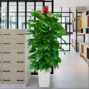 绿萝柱盆栽客厅绿植室内吸甲醛净化空气办公室大型大叶大盆植物