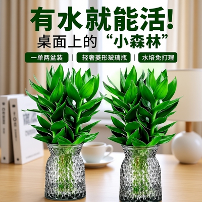 竹子富贵竹水培植物室内好养客厅招财节节高水养盆栽绿植物桌面