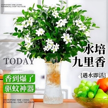 九里香盆栽水培植物驱蚊竹室内茉莉花卉带花苞栀子花好养绿植鲜花