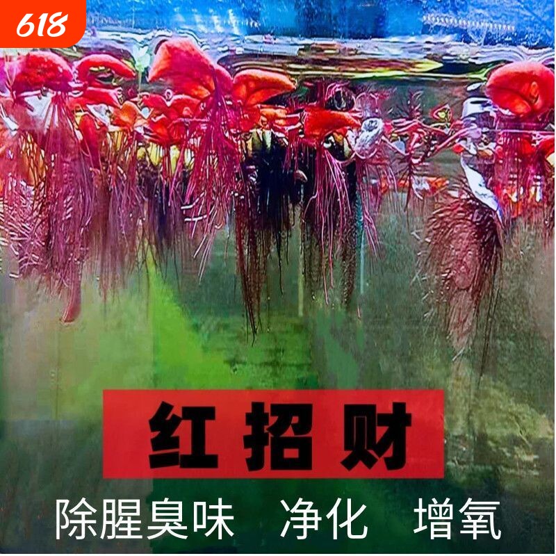 懒人漂浮水草红毛丹 无需底泥 入水即活 造景净化鱼缸水质除氨氮