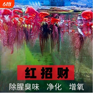 懒人漂浮水草红毛丹无需底泥即活造景净化鱼缸水质除氨氮净水增氧