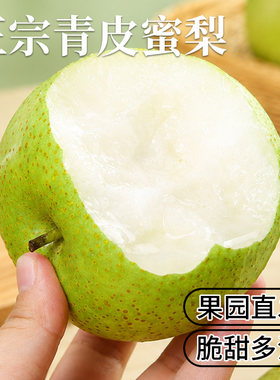 顺丰砀山青皮梨新鲜水果脆梨香产地直发雪花梨当季水果现摘优质