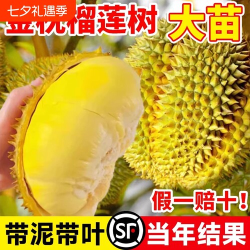 金枕榴莲树苗结果快|千人加购