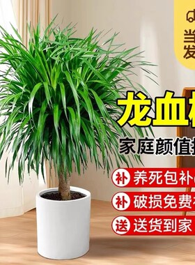 龙血树客厅绿植盆栽多头龙须树大发财树室内大型老桩树苗好养家里