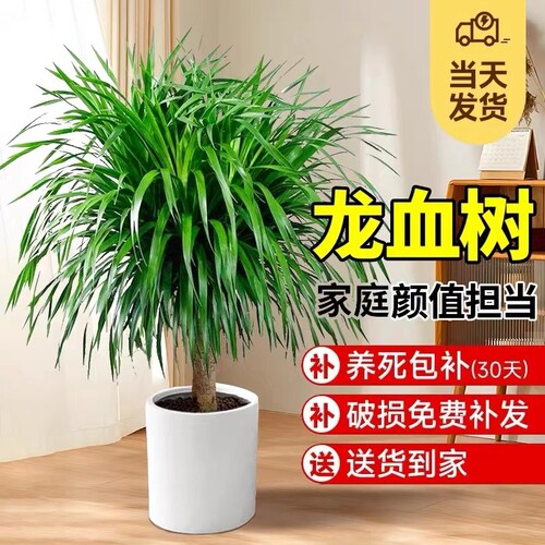 龙血树客厅绿植盆栽多头龙须树大发财树室内大型老桩树苗好养家里