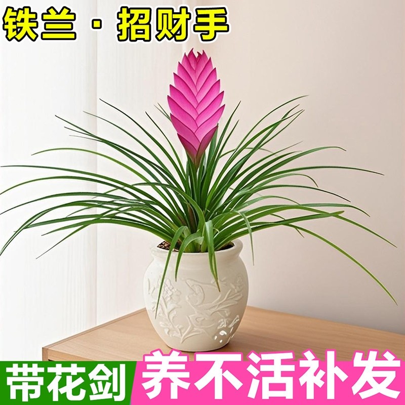 铁兰花苗紫花空气凤梨盆栽室内植物客厅桌面四季好养真花卉招财手