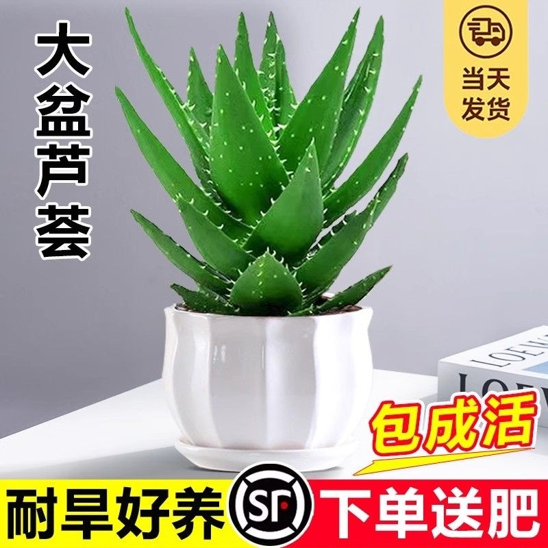 芦荟盆栽大盆室内可水培净化空气绿植办公仙人掌多肉植物四季好养,鲜花速递/花卉仿真/绿植园艺,绿植,淘宝优惠券,粉丝福利购,淘宝优惠卷