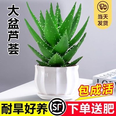 芦荟盆栽大盆室内可水培净化空气绿植办公仙人掌多肉植物四季好养