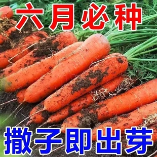 【大全今年高产耐热种子新种】红胡萝卜九寸三红胡萝卜籽蔬菜种子