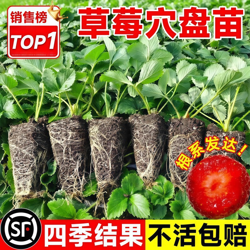 奶油草莓苗盆栽带果带花四季结果高产好养庭院阳台特耐寒好养果苗