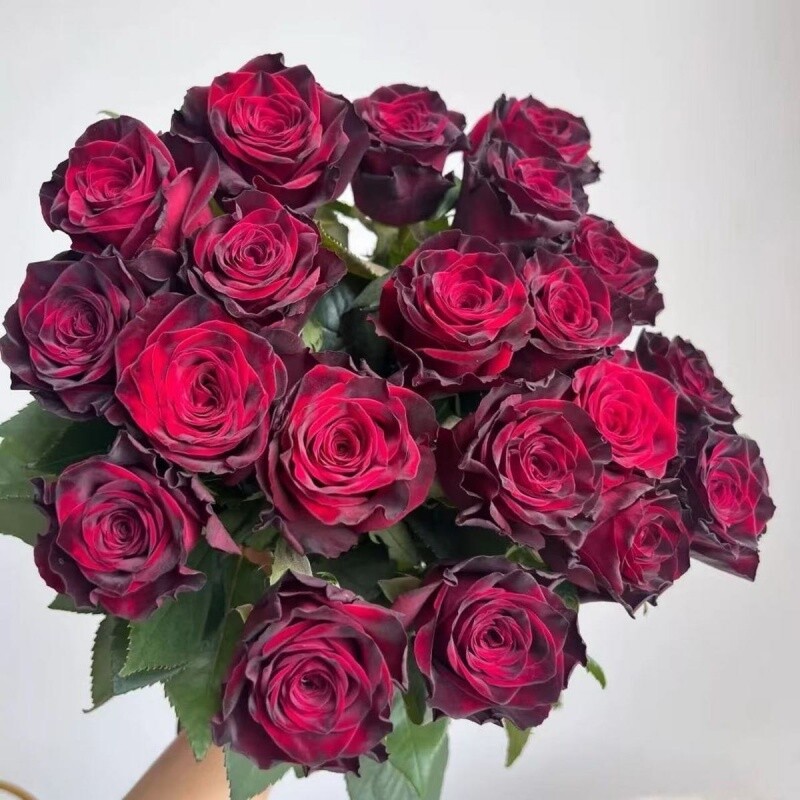 玫瑰花玫瑰老桩盆栽浓香型开花四季庭院阳台耐寒花卉室内花园扦插
