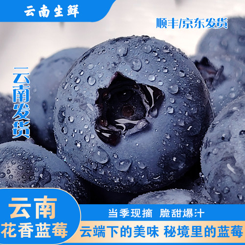 云南当季头茬花香蓝莓