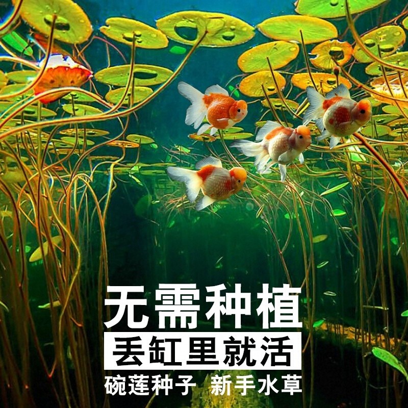 四季速成水草种子水族鱼缸造景活体淡水植物牛毛草水草增氧