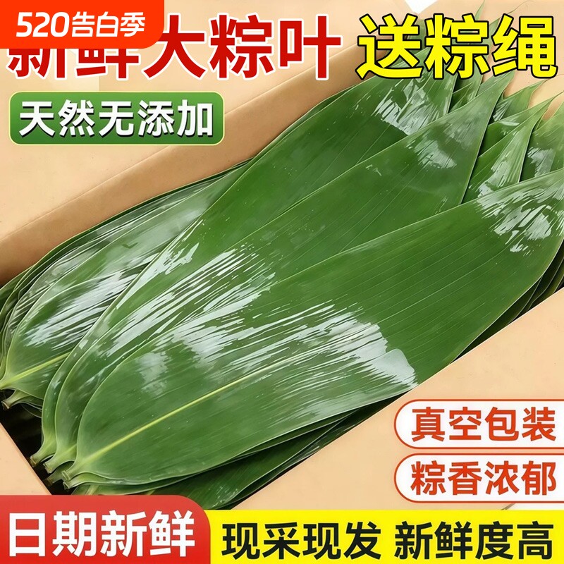 粽子叶棕叶新鲜大号新叶包粽子专用的叶子端午节商用批发干粽叶大