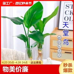 天堂鸟水培植物鹤望兰盆栽大型绿植室内花卉水养四季常青净化空气