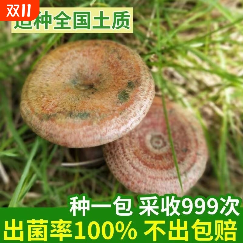 野生乌枞菌黄种植花盆四季阳台室外可种食用庭院