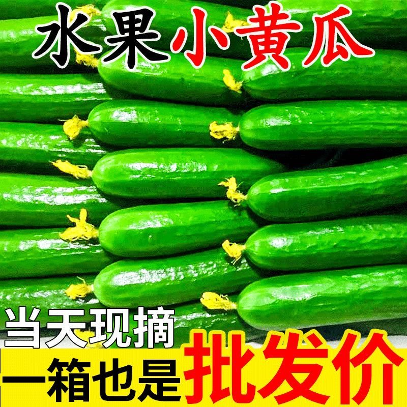 山东寿光荷兰水果黄瓜新鲜小黄瓜5斤现摘小青瓜蔬菜农家旱生吃