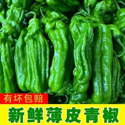 青椒新鲜辣椒菜椒薄皮青椒芜湖虎皮椒薄皮椒辣椒新鲜露天农家自种
