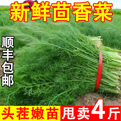 鲜嫩现割茴香冰鲜运输