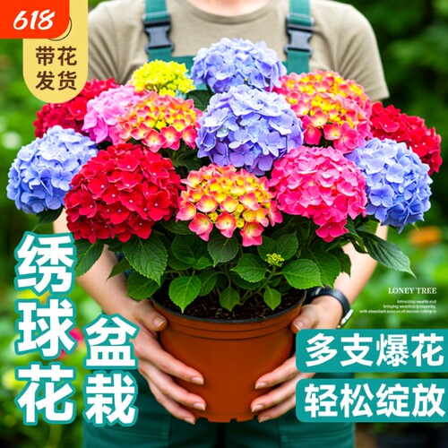无尽夏绣球花苗盆栽带花苞四季开花卉绿植物室内阳台庭院老桩鲜花
