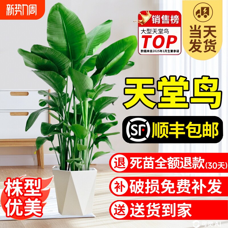 天堂鸟盆栽室内客厅大型绿植办公室鹤望兰大叶植物花卉阳台氛围