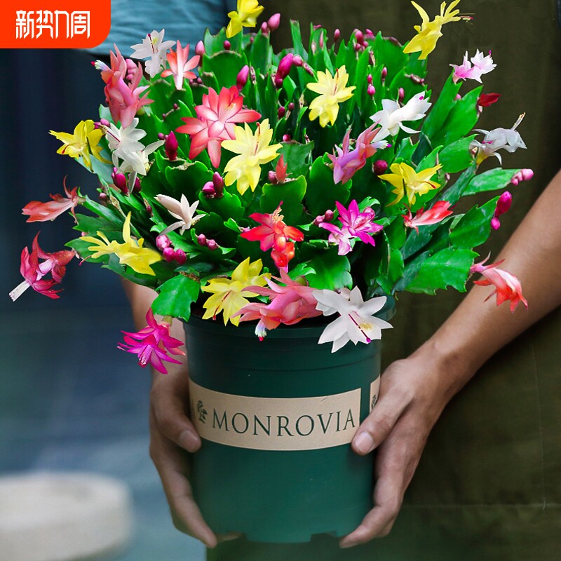 蟹爪兰盆栽带花苞多肉绿植物好养君子兰嫁接蟹爪莲室内四季开花卉