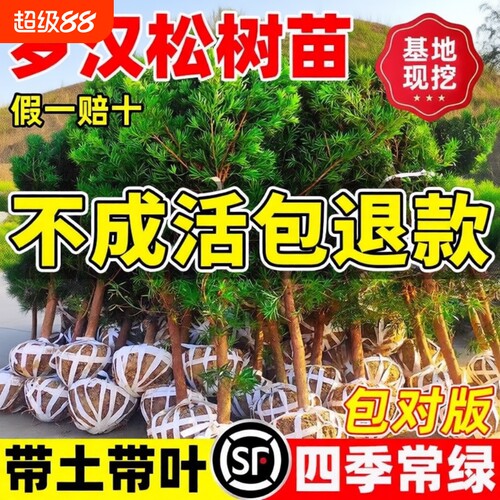 罗汉松树苗盆景小叶雀舌室外庭院盆栽地栽造型名贵绿化苗耐寒耐热