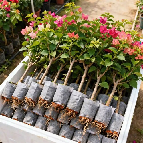 重瓣三角梅盆栽带花老桩大苗室内外爬藤植物红梅花卉四季多季开花