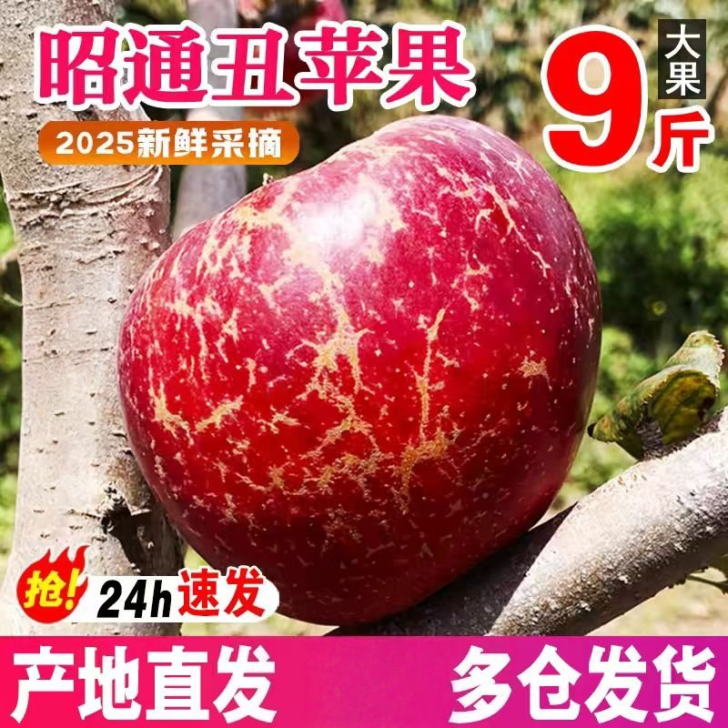当季正宗云南昭通丑苹果水果新鲜整箱富士糖心苹果红露绍通丑苹果,水产肉类/新鲜蔬果/熟食,苹果,淘宝优惠券,粉丝福利购,淘宝优惠卷