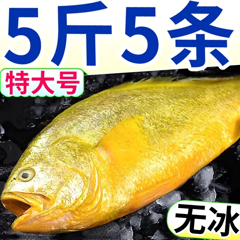 福建宁德霞浦特产大黄鱼黄花鱼新鲜黄鱼鲜活冷冻水产黄瓜鱼条冻鱼