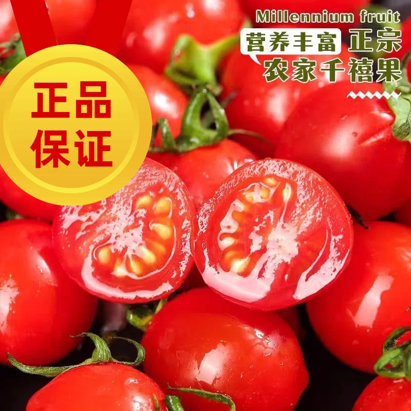 山东千禧圣女果新鲜小番茄现摘现发应季樱桃番茄小柿子新鲜水果