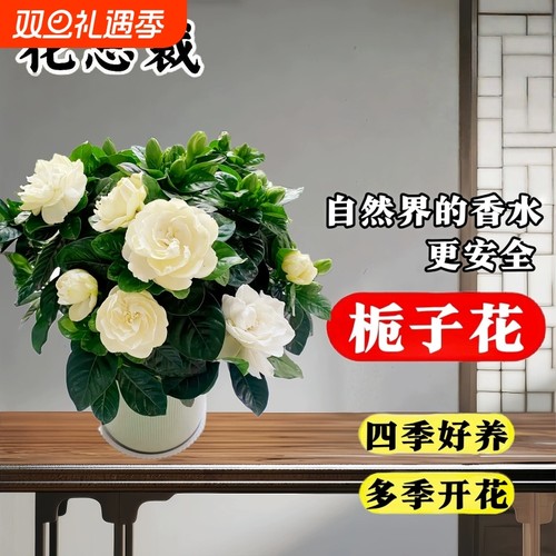栀子花盆栽带花苞浓香型树苗