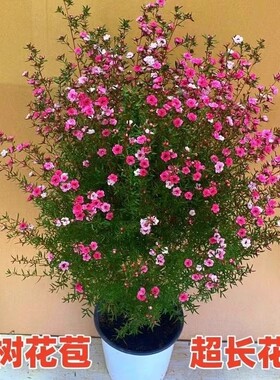 松红梅盆栽带花苞澳洲雪梅花室内花卉阳台秋冬季客厅庭院