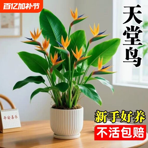 天堂鸟盆栽室内客厅大型绿植高级感大叶植物花卉鹤望兰水培办公桌
