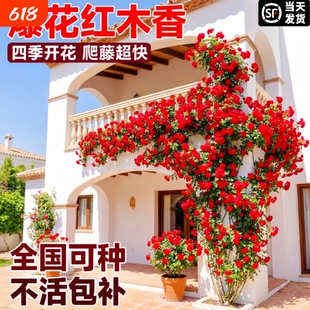 红木香四季开花爬藤花卉大苗木香无刺蔷薇盆栽花老桩庭院阳台花期