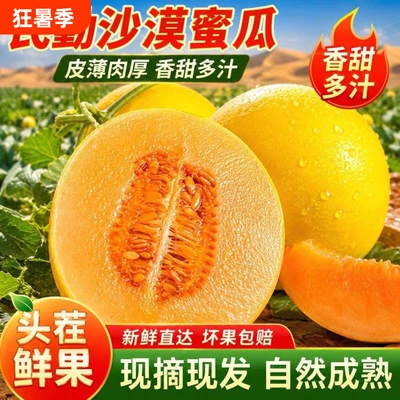 正宗甘肃民勤蜜瓜香瓜甜瓜新鲜黄河蜜瓜特产水果当季黄金产地直发