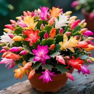 清仓处理中 多色蟹爪兰花苗盆栽大苗好养耐活卉 带花苞