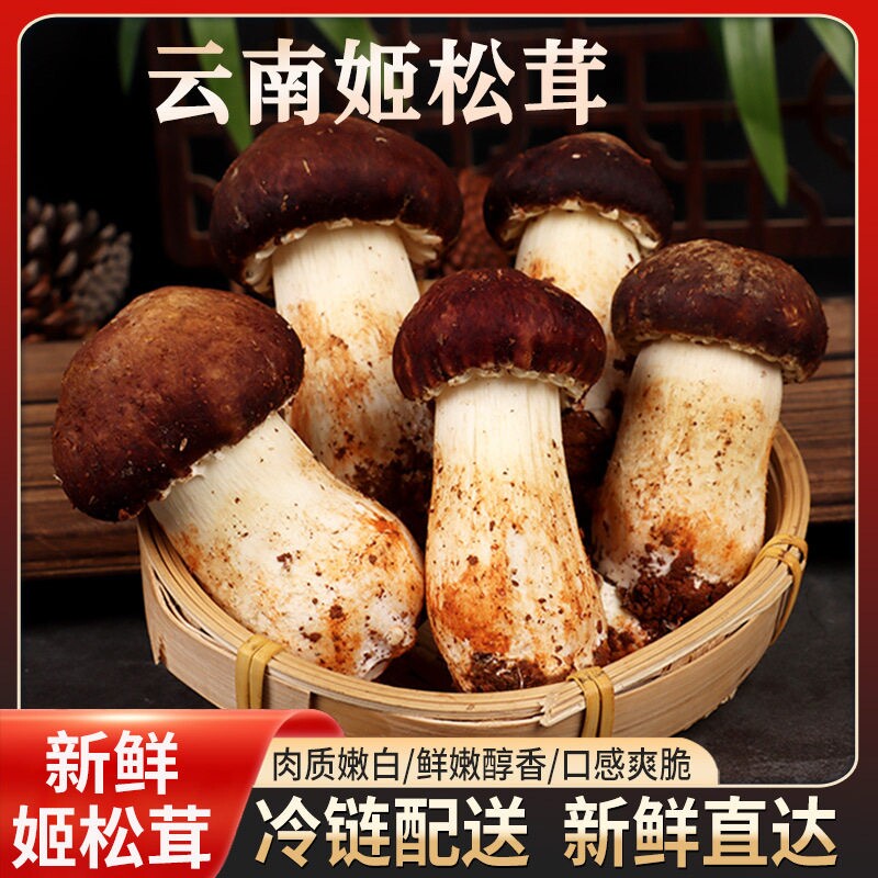 新鲜姬松茸菌鲜赤松茸蘑菇云南特产仿野生宝妈菌火锅食材煲汤美味图片