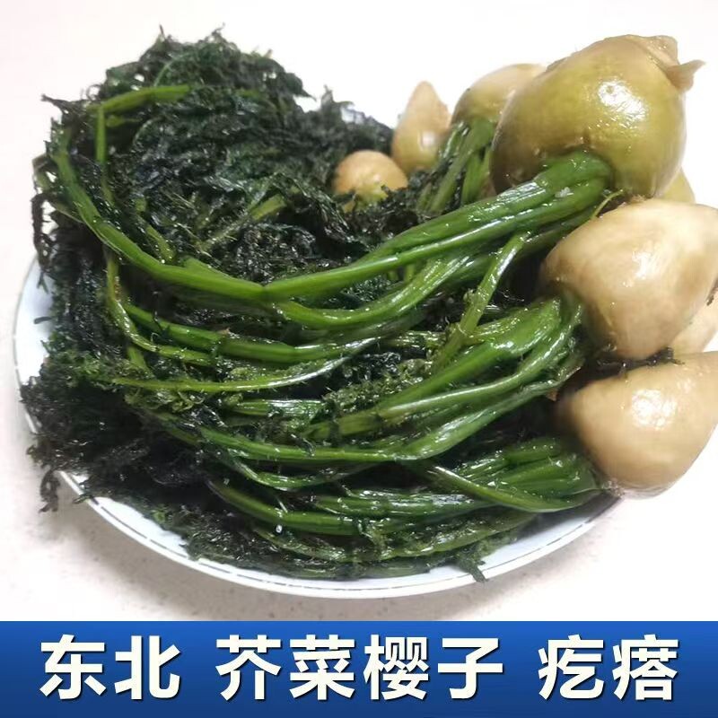 东北芥菜樱子咸菜特产0防腐剂老味道农家新鲜传统腌制疙瘩炖豆腐